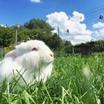 Great Lakes Rabbit Sanctuary (greatlakesrabbit) Profile Image | Linktree
