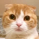 @mayupon107_cat Profile Image | Linktree